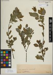 Foto von Salix myrsinifolia Salisb.